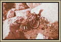 animal-skeleton-rocky-ground-sepia-film-w2b - tirage encadre