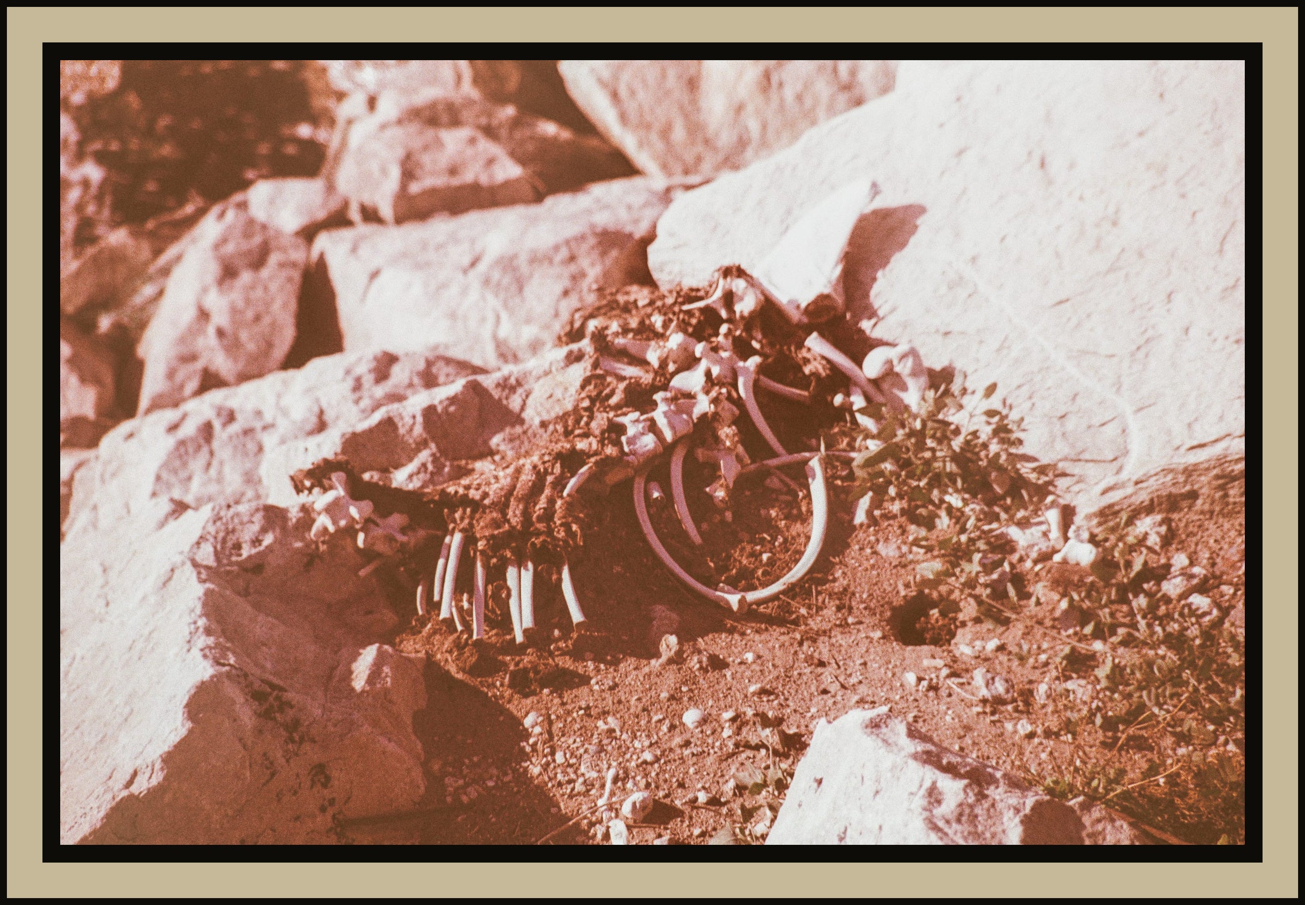 animal-skeleton-rocky-ground-sepia-film-w2b - tirage encadre