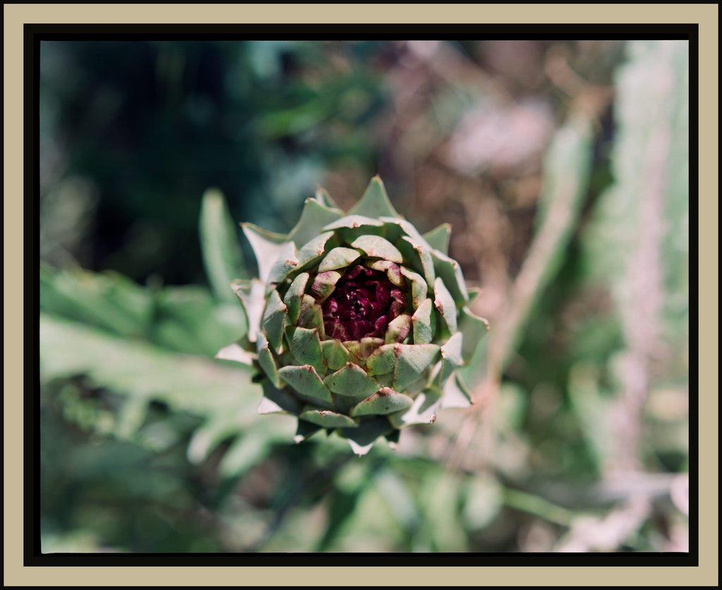 artichoke-bud-close-up-spiral-geometry-medium-format-film-w2b - tirage encadre