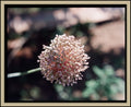 blue-spiky-wildflower-macro-medium-format-colour-film-w2b - tirage encadre