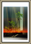 geranium-plant-light-leak-orange-curtain-interior-film-w2b - tirage encadre