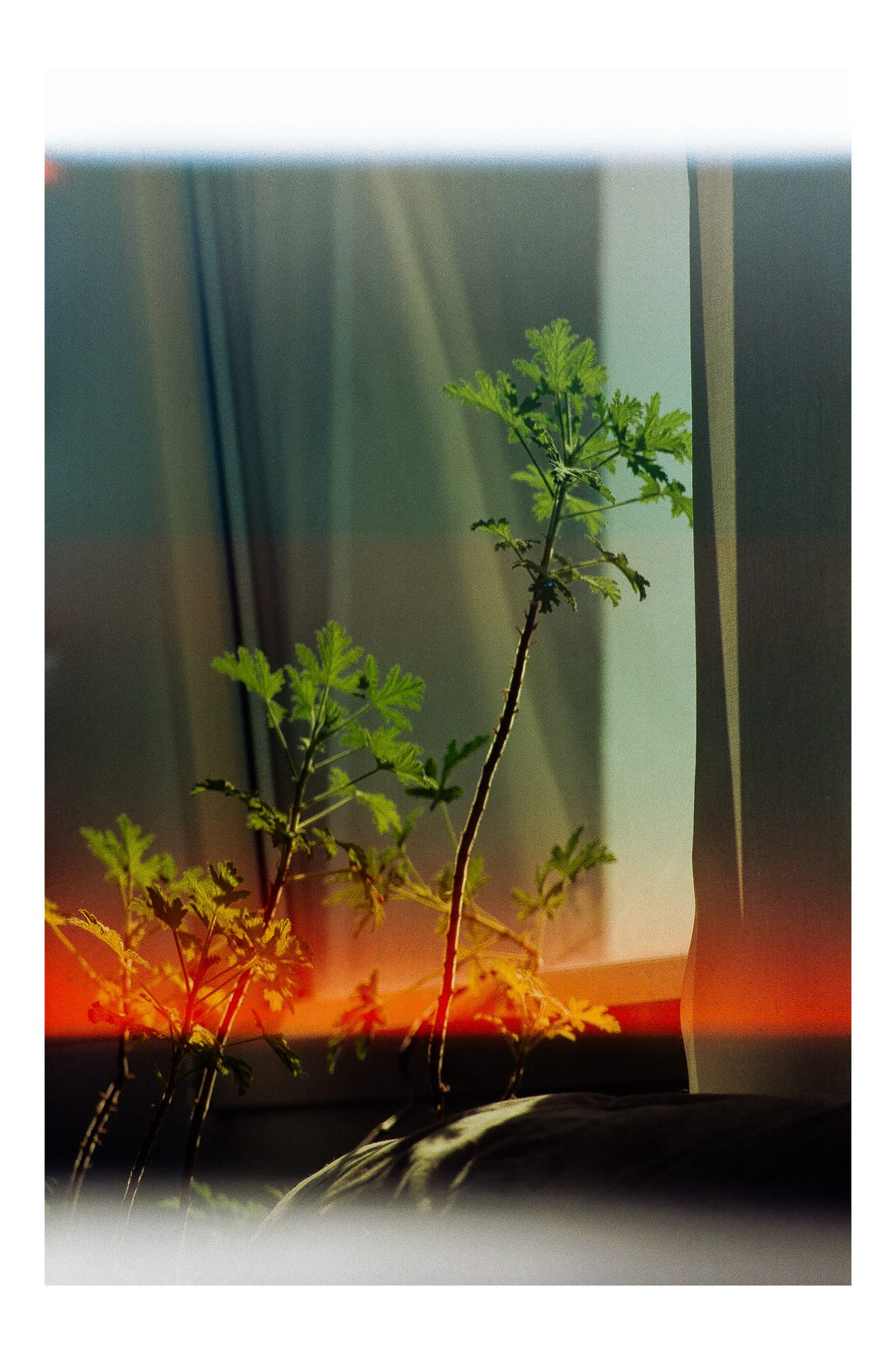 Géranium d'intérieur devant une fenêtre avec rideaux, fuites de lumière orange et verte, photographie argentique couleur