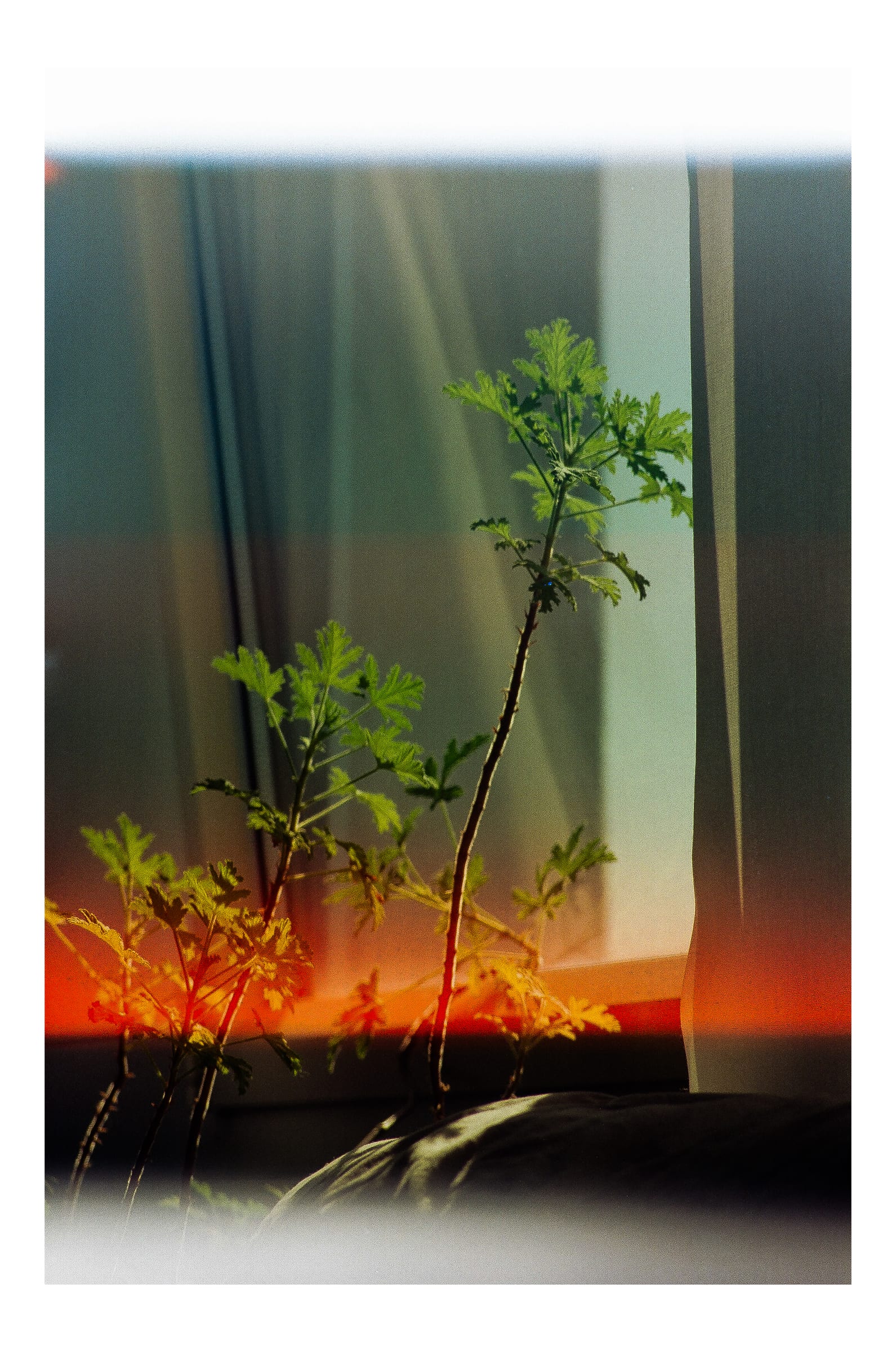 Géranium d'intérieur devant une fenêtre avec rideaux, fuites de lumière orange et verte, photographie argentique couleur