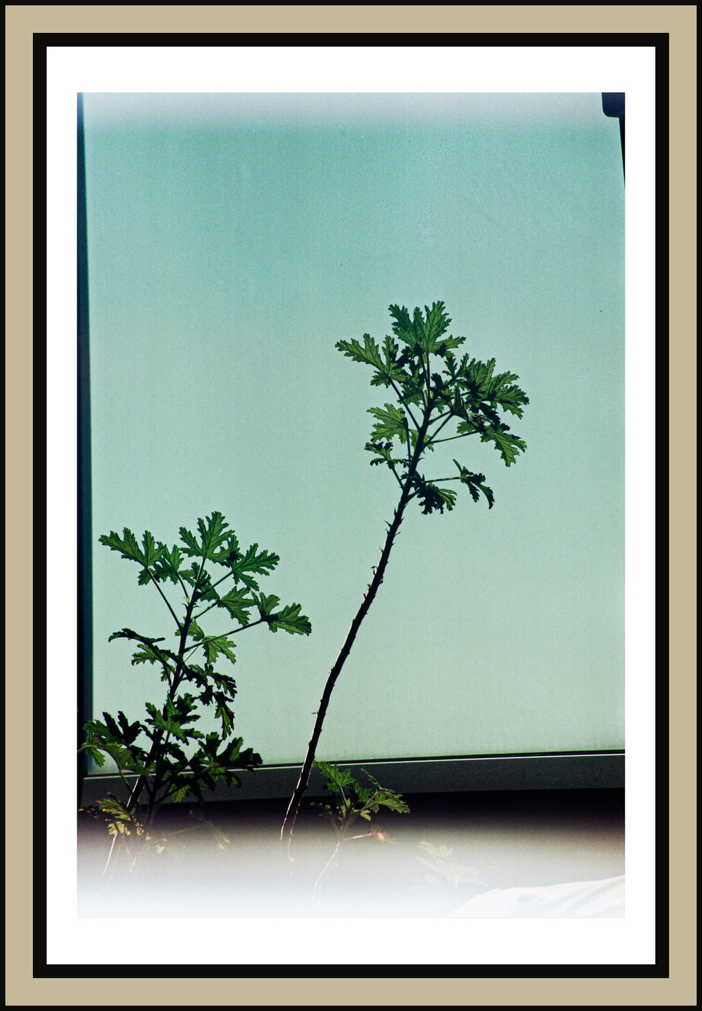 geranium-silhouette-teal-glass-wall-minimalist-film-w2b - tirage encadre