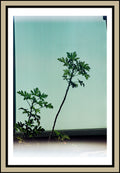 geranium-silhouette-teal-glass-wall-minimalist-film-w2b - tirage encadre