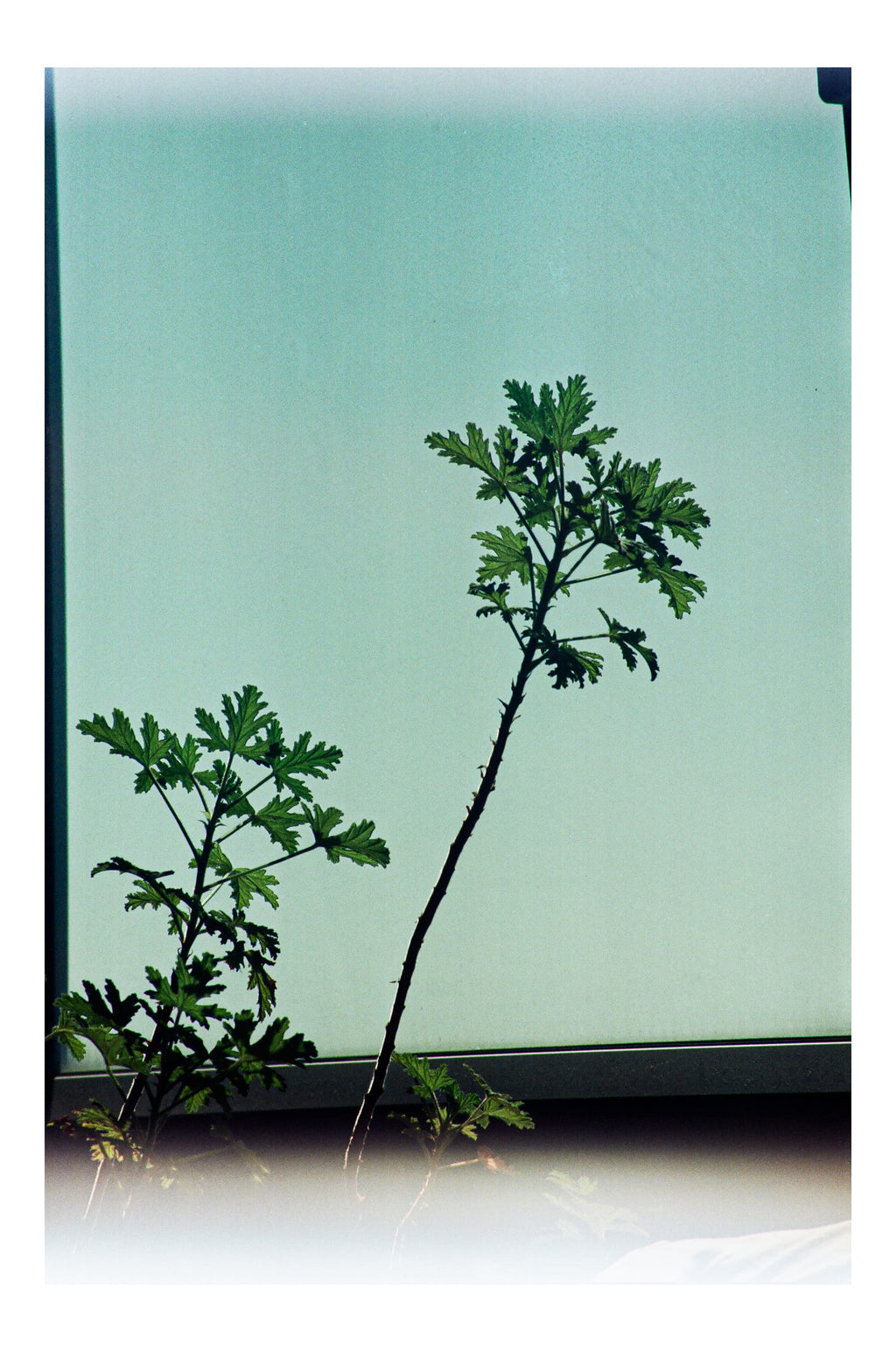 Géranium élancé en silhouette devant un mur en verre vert d'eau, étude botanique minimaliste argentique couleur