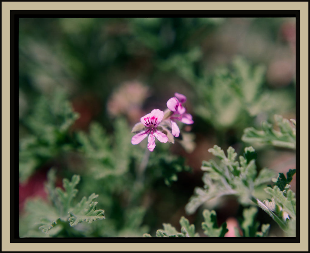 pink-geranium-silver-foliage-close-up-medium-format-film-w2b - tirage encadre