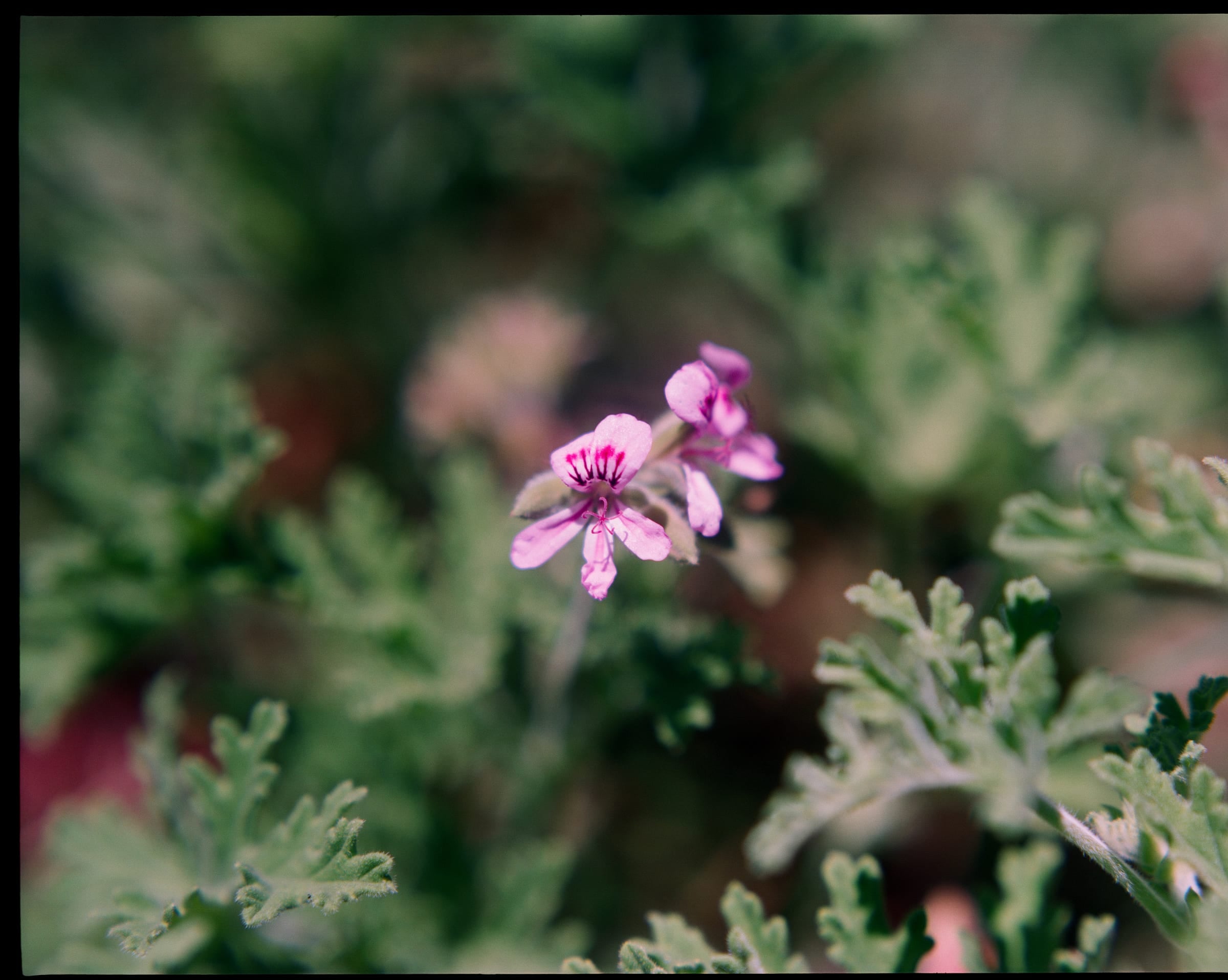 Gros plan de fleurs de géranium rose avec feuillage argenté, photographie argentique moyen format couleur