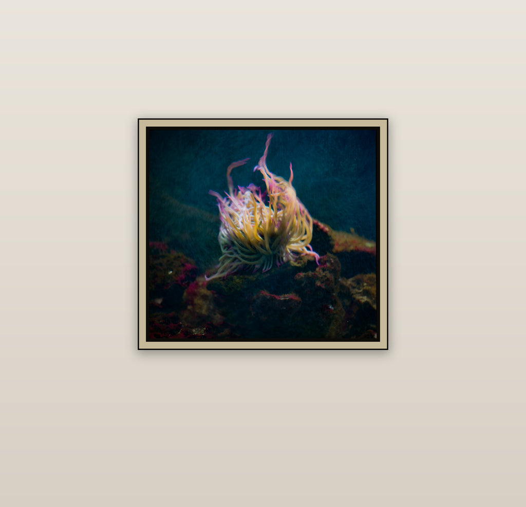 Floraison des profondeurs - mur