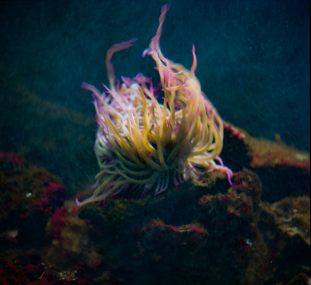 Anémone de mer aux tentacules dorés et pointes roses sur fond océan sarcelle, photographie sous-marine