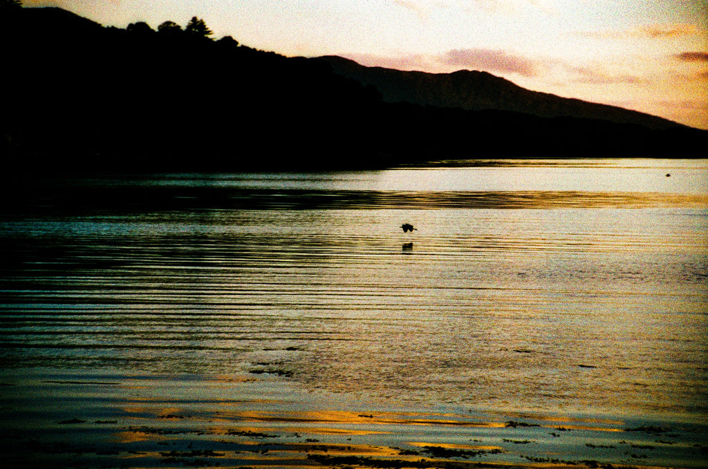 Oiseau solitaire sur un lac calme au coucher du soleil, silhouette de montagne et reflets dorés sur l'eau, argentique