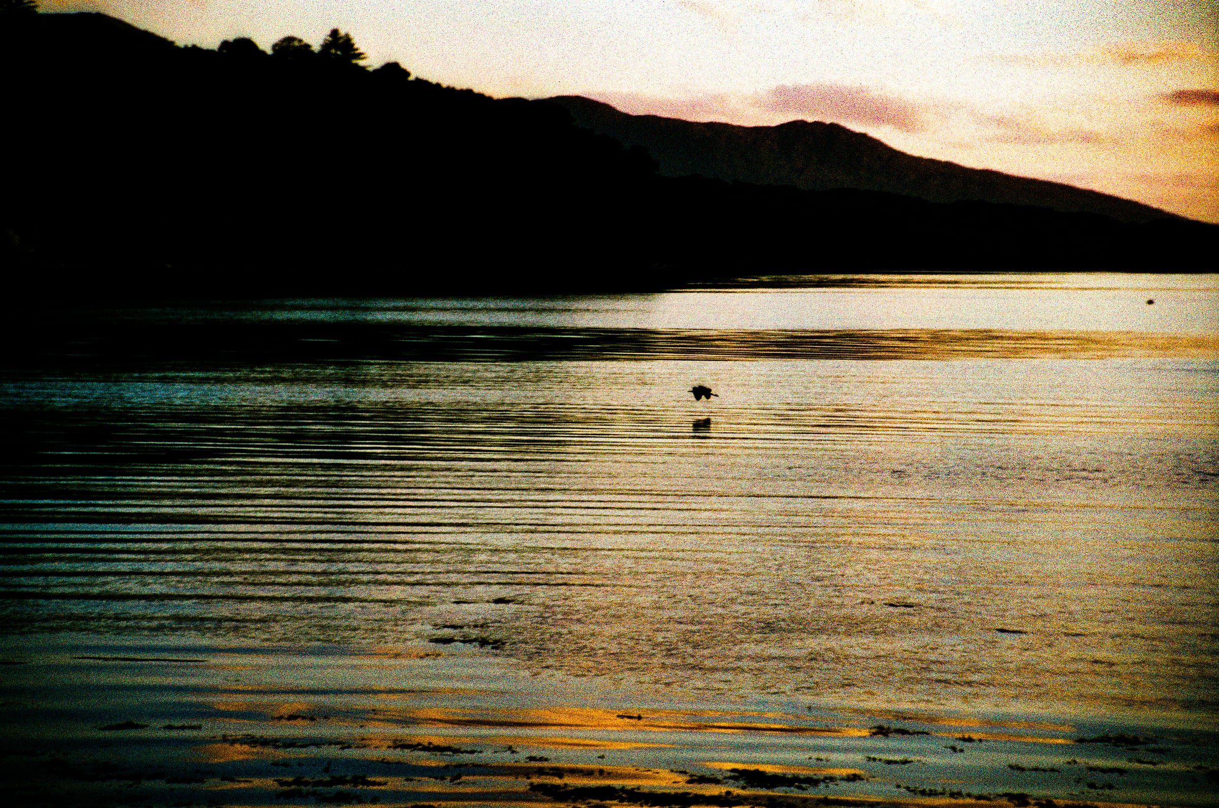 Oiseau solitaire sur un lac calme au coucher du soleil, silhouette de montagne et reflets dorés sur l'eau, argentique