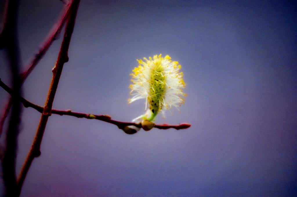 Chaton de saule en fleur sur fond de ciel bleu au crépuscule, macro argentique